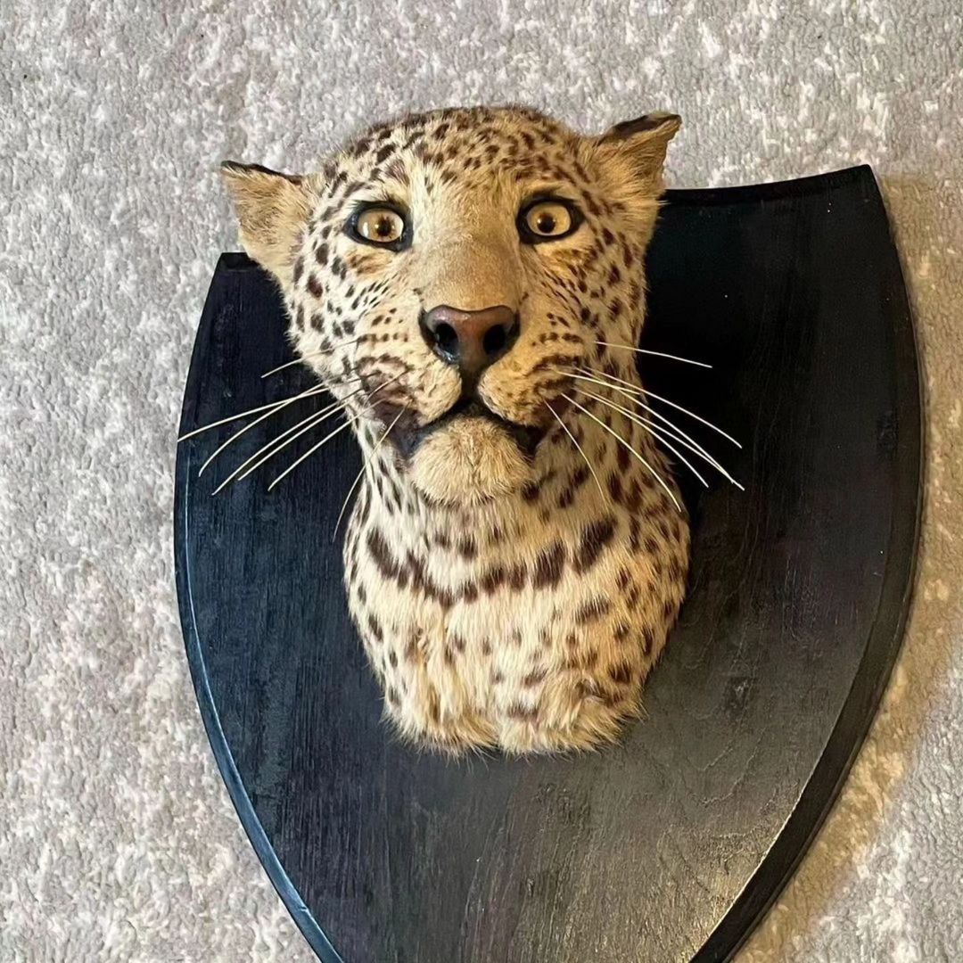 taxidermymountforsale.com